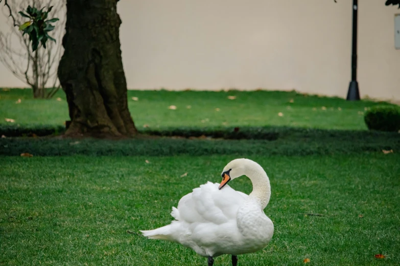 a white swan sitting in a green grassy area near a tree