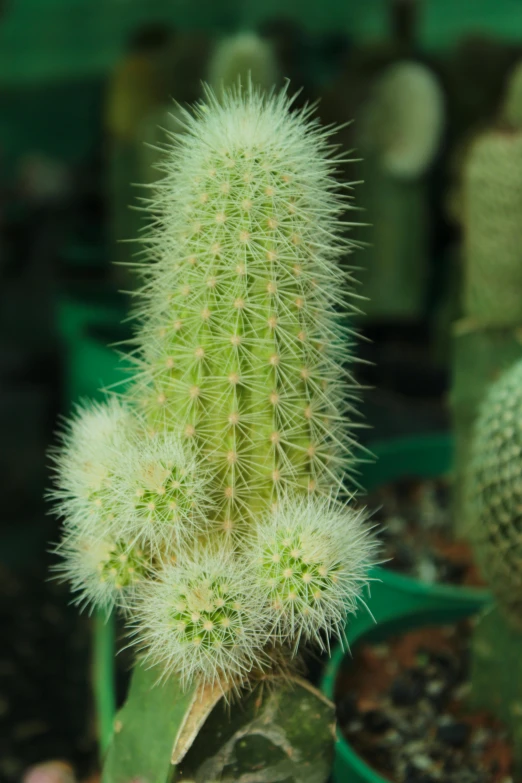 the cactus has many small white flowers