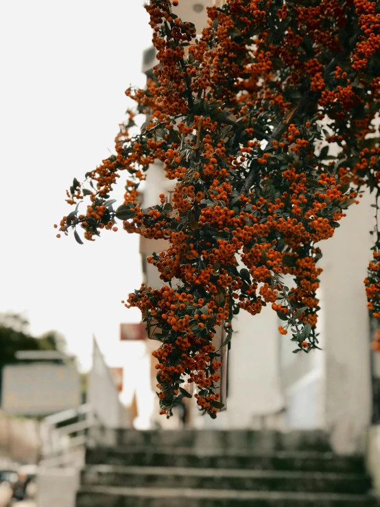 orange flowers and leaves cover the steps of a building