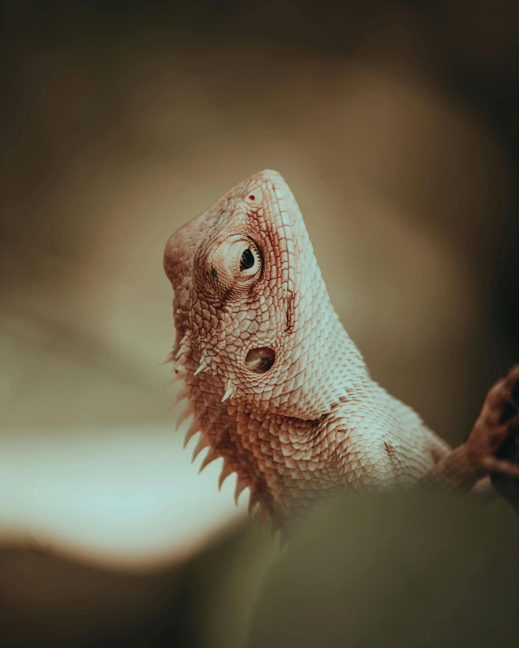 a close up view of a gecko's face