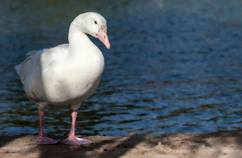 a white bird is standing on the edge of the water