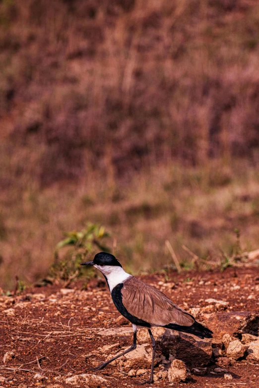 a small bird sitting on top of dirt covered ground