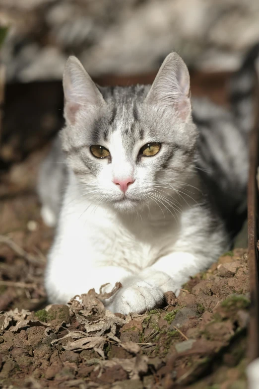 the cat is laying down near the wood