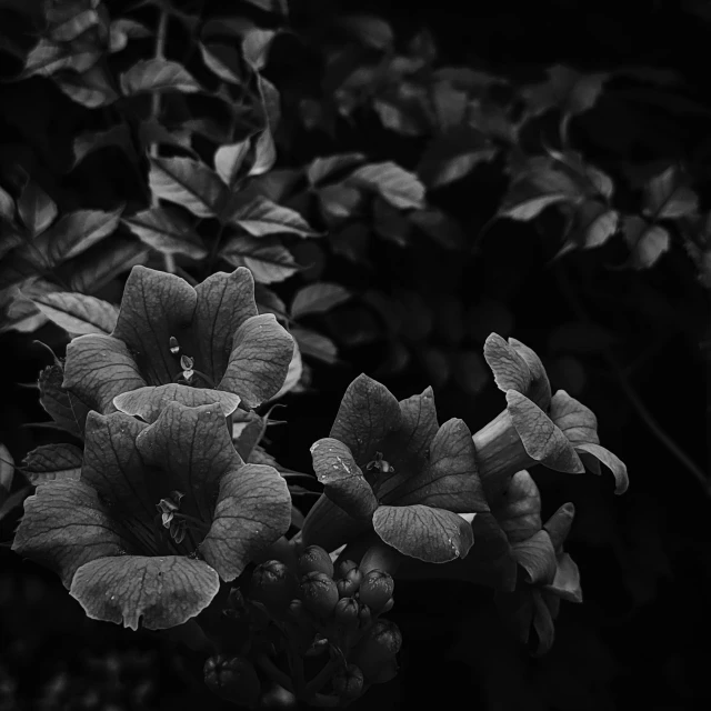 a dark colored flower in the foreground and some bushes in the background