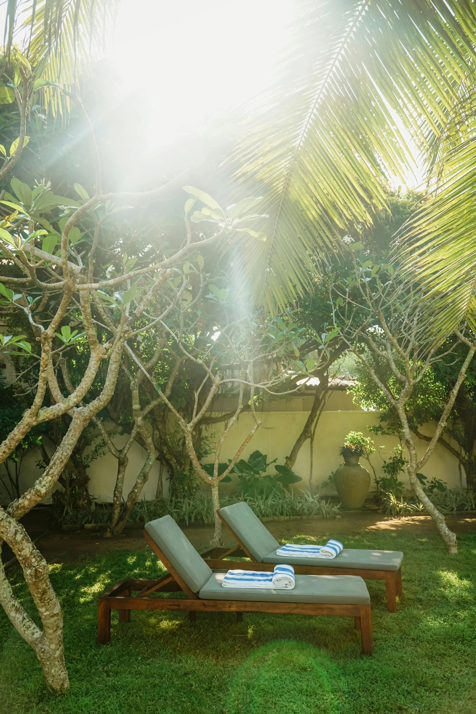 two chairs are set under a palm tree