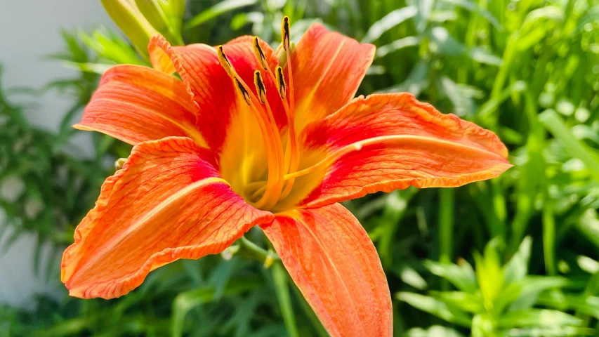 an orange flower in front of some plants