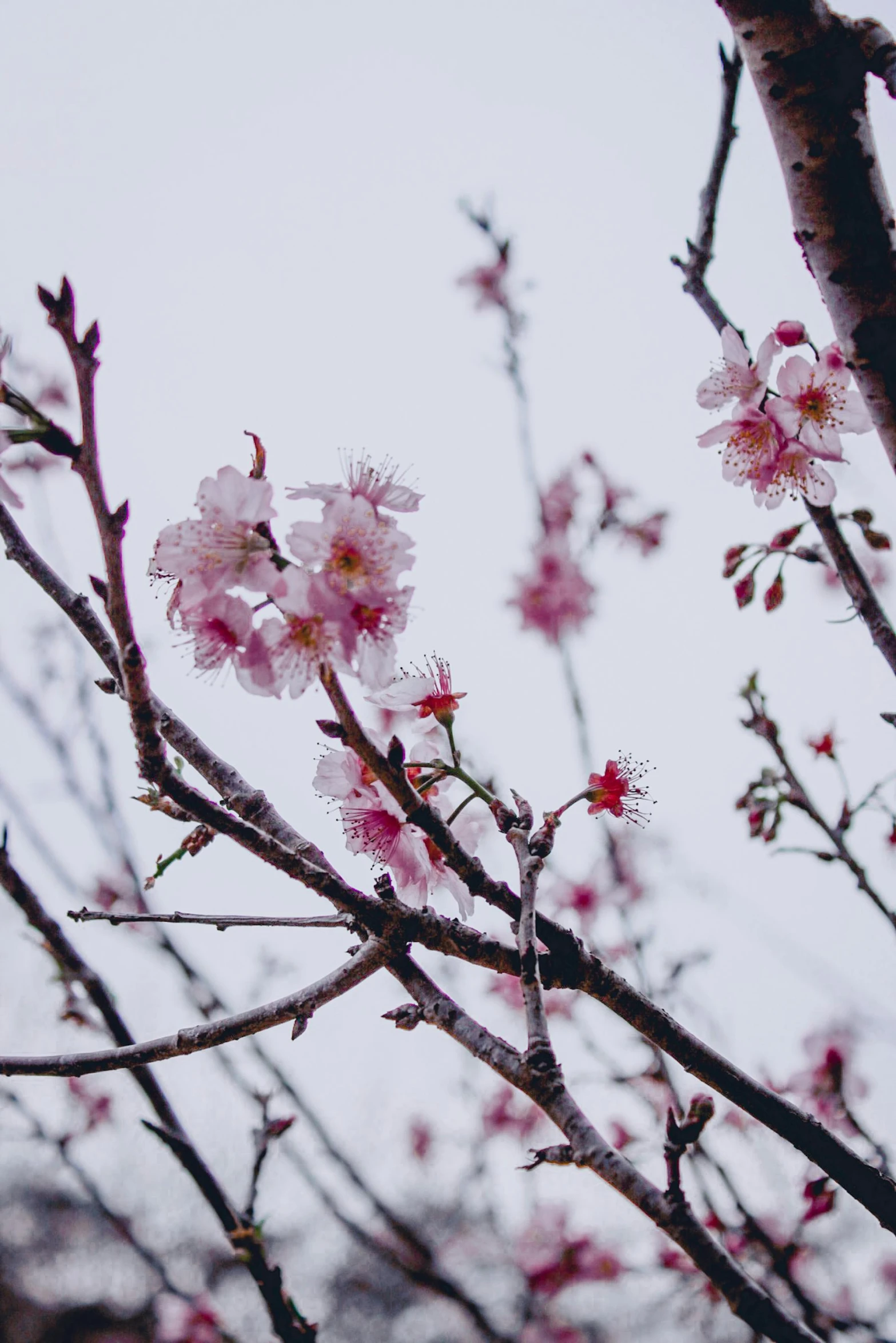 a nch with pink flowers against the gray sky