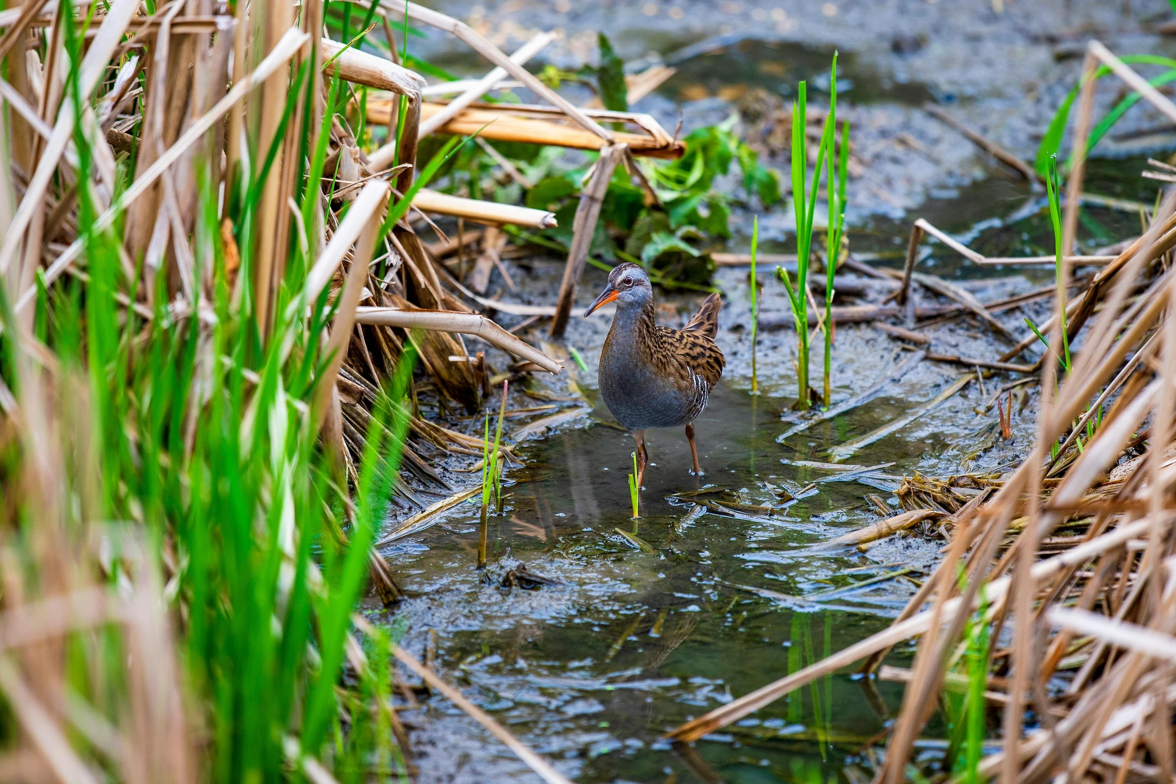 a bird standing in shallow water by itself