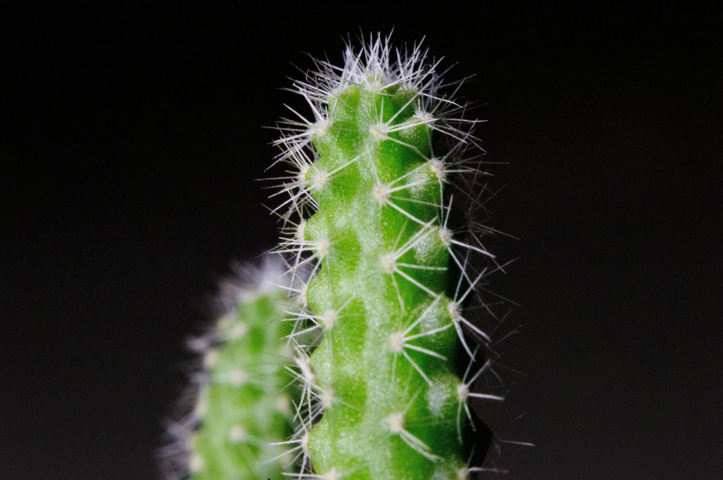 a green cactus lit up at night time