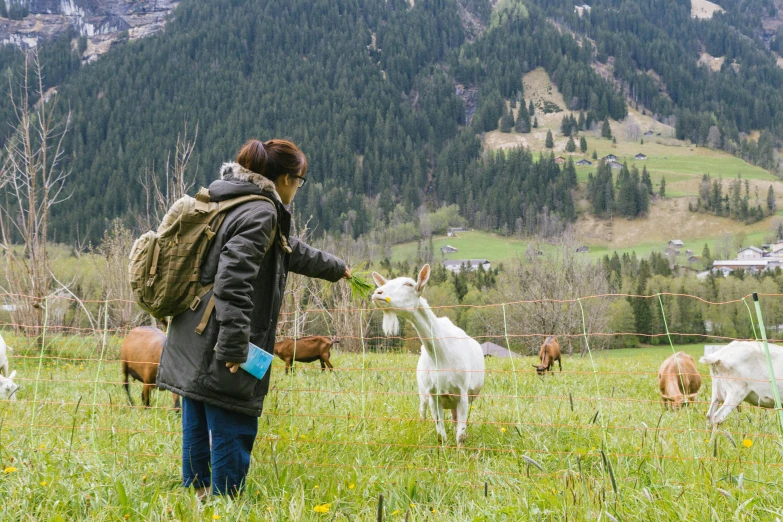 a woman with a goat and goats in the background