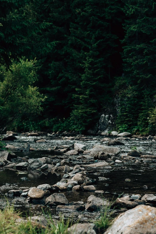 the forest is full of rocks in a stream