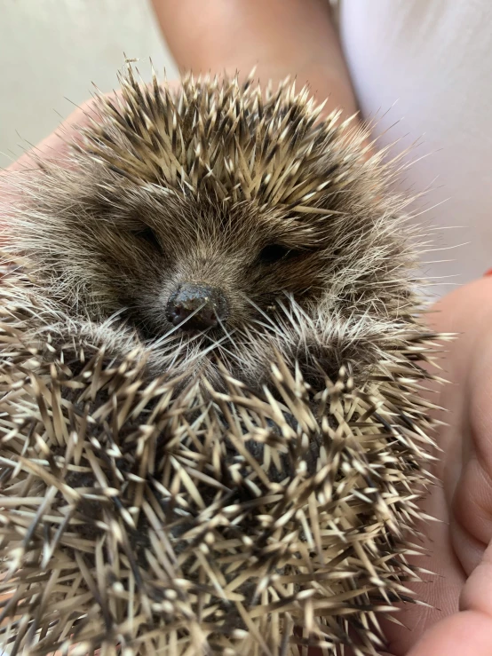 the baby hedgehog sits in someones lap and takes a bath