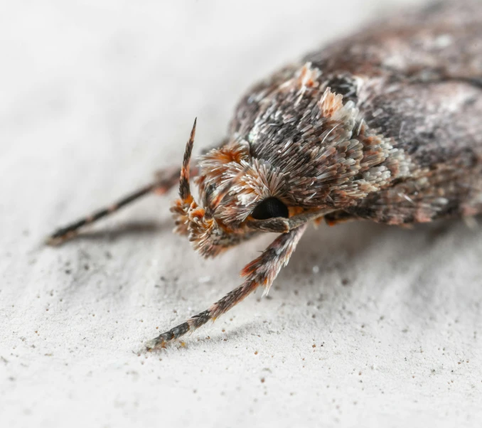 an animal with brown, white and orange patterns on it's wings