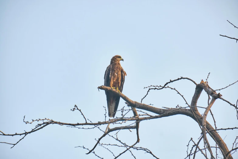 a hawk sitting on a tree nch looking over the edge