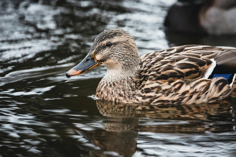 a duck that is swimming in some water