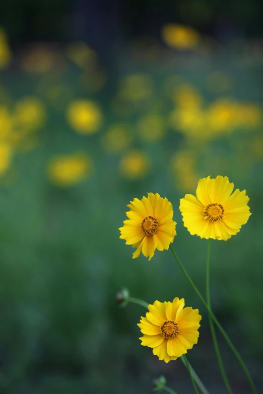 three bright yellow flowers in a green field