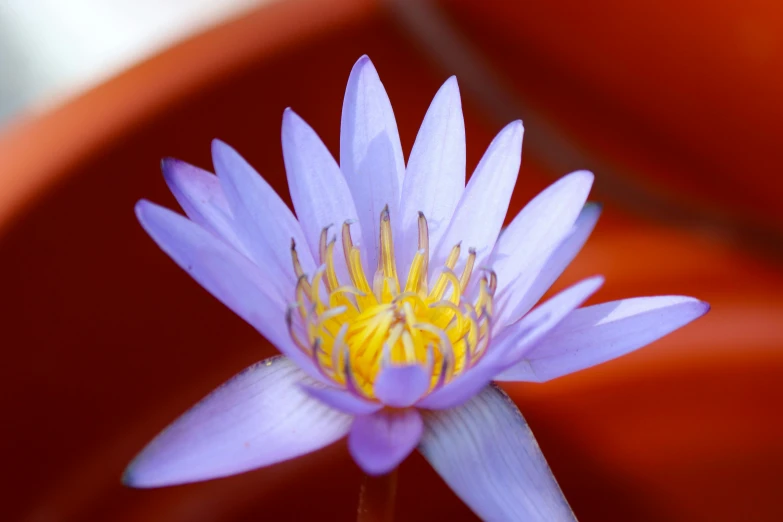 this is an image of a purple flower