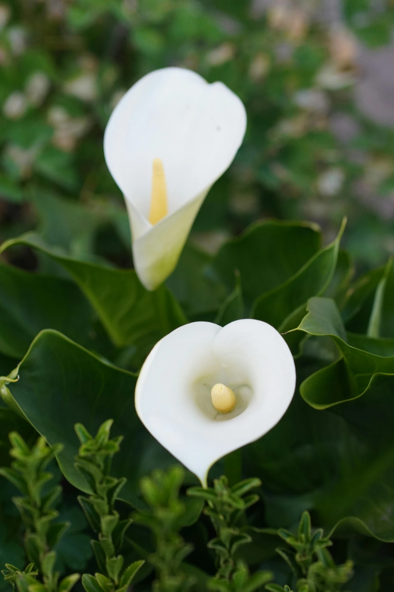 some white flowers that are growing next to each other