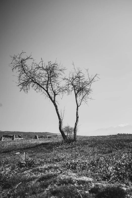 a lone tree stands alone on the side of a hill