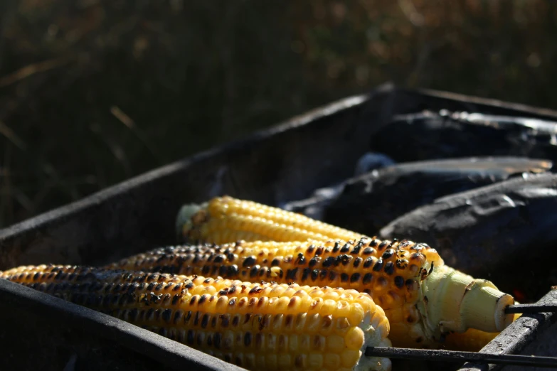 corn on the cob being grilled in a box