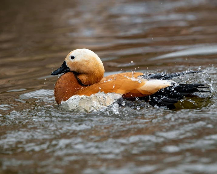 the small duck is swimming through the water