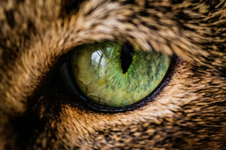 the green eyes of a cat's face