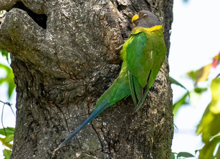 a small green bird resting in the bark of a tree