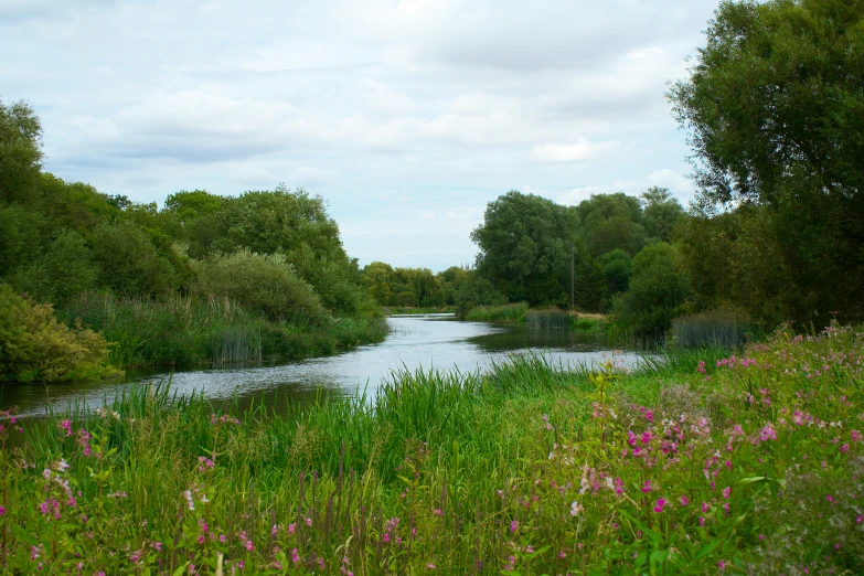 the creek is surrounded by tall grass and trees