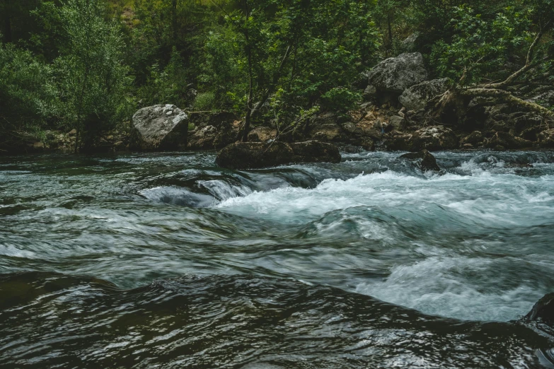 whitecapal water and rapids along a forest shore