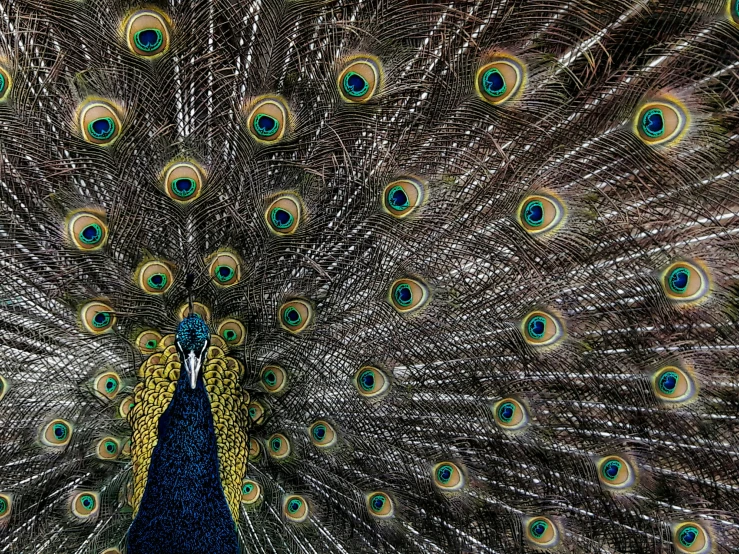 an aerial view shows the underside and front of a peacock's tail