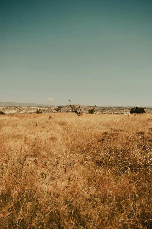 brown grass that is growing tall on an open field