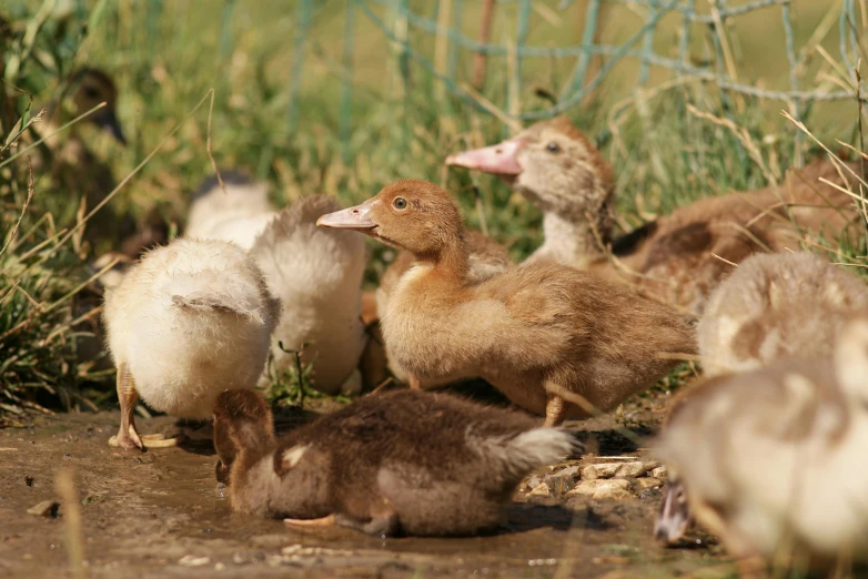 a herd of ducks walking in the grass