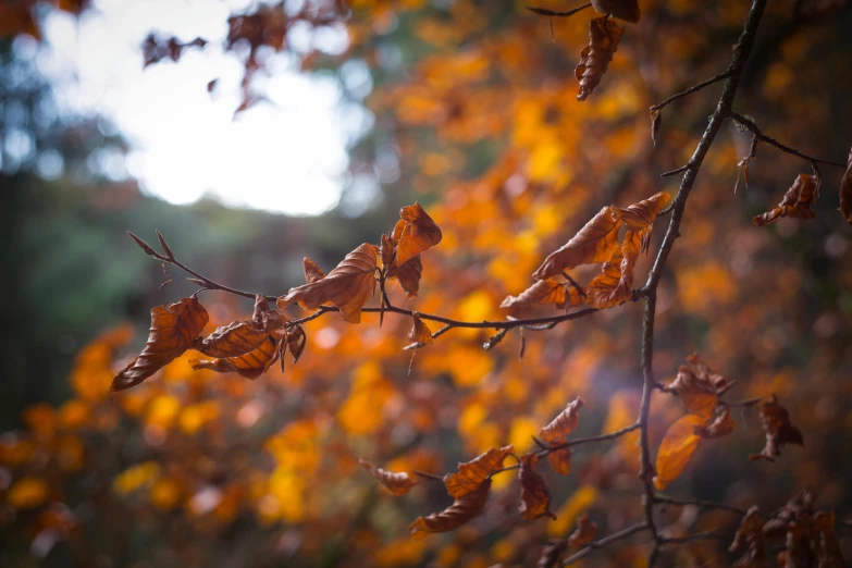 trees with yellow leaves are changing colors during the fall