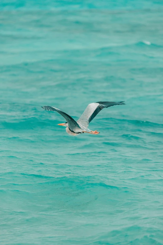 seagull flying low over ocean surface on clear day