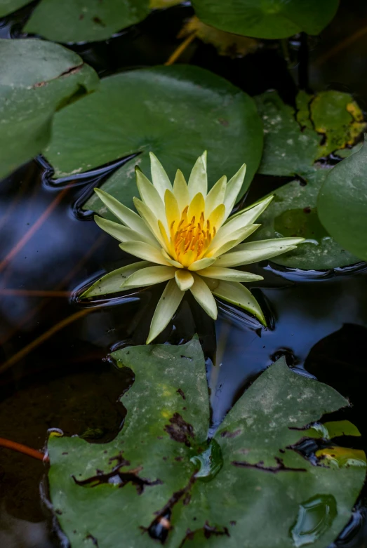 the yellow water lily is growing on the water