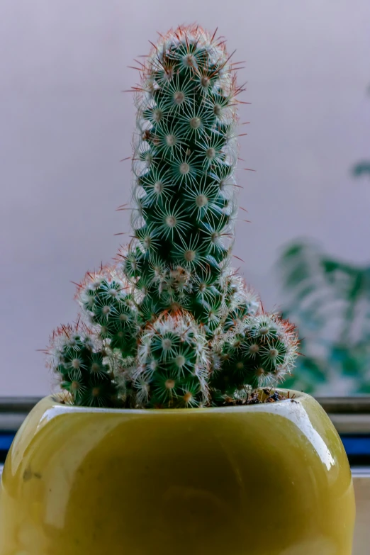 a cactus in a yellow flower pot on a window sill