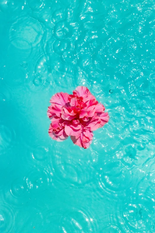pink flower floating in a turquoise pool of water