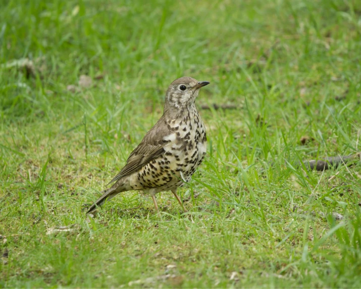 the bird is standing on the grassy field