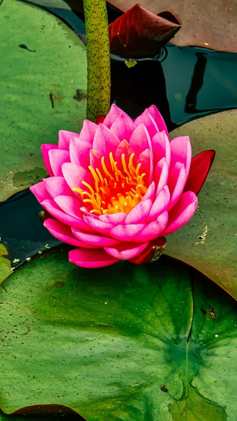 there is a large pink flower in the water