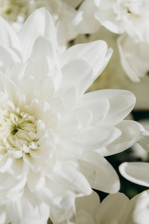 some pretty white flowers together and all in bloom