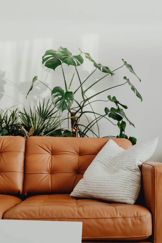 a tan couch in front of an artic looking potted plant
