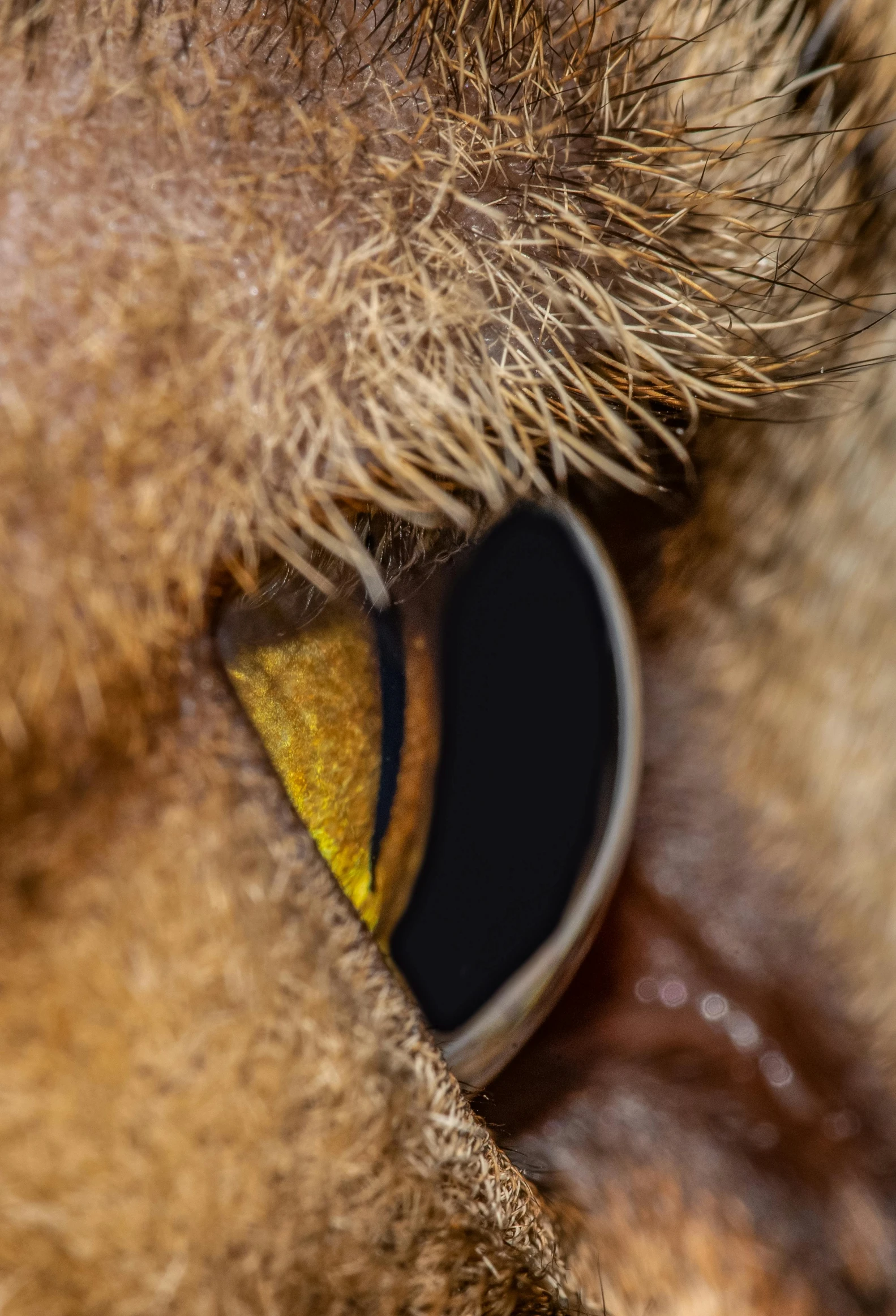 this is a close up s of a cow's eye