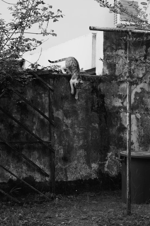 black and white image of an old building with a cat in the middle