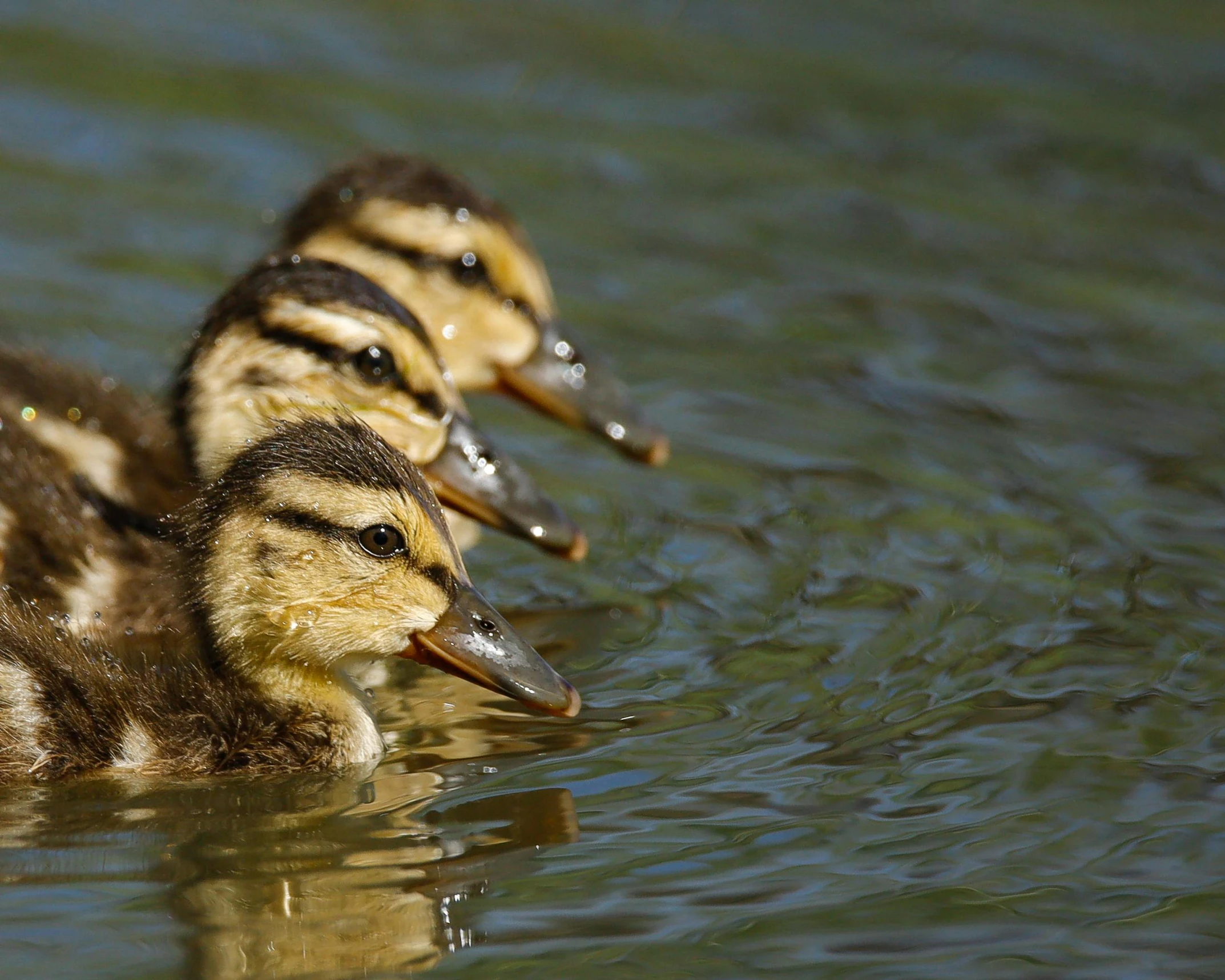 two ducklings swimming in the water next to each other