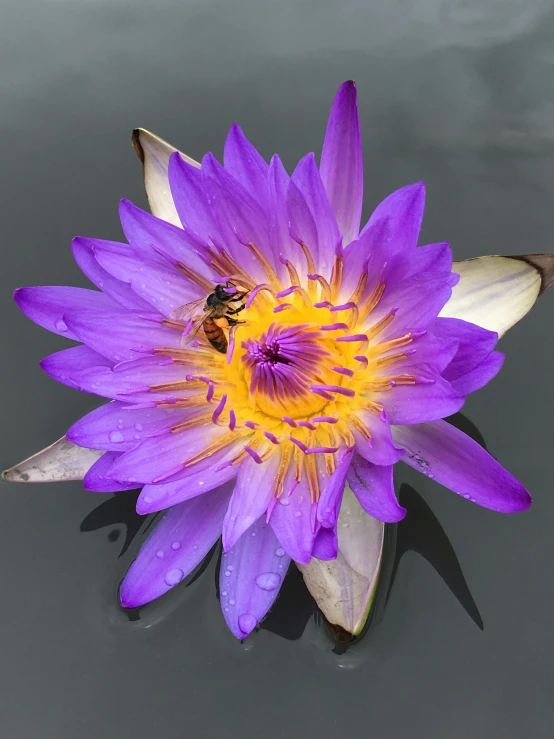 a blue lotus with a bee on it in the water