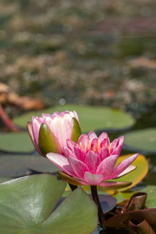 a close up of a pink flower in a pond