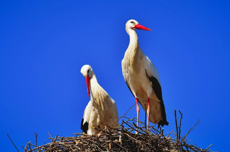 two birds are standing in the nest