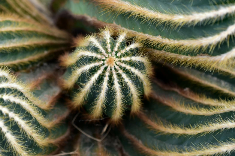 closeup of the center of a green cactus