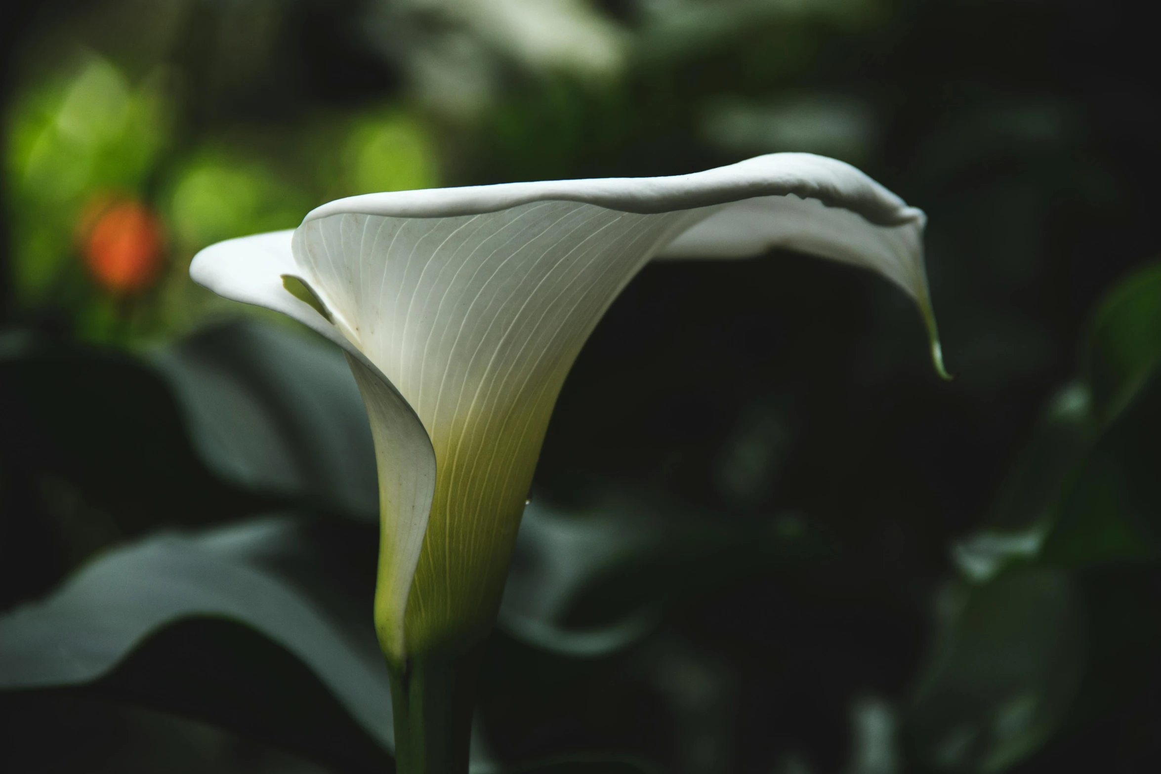 white flower with green leaves in the background