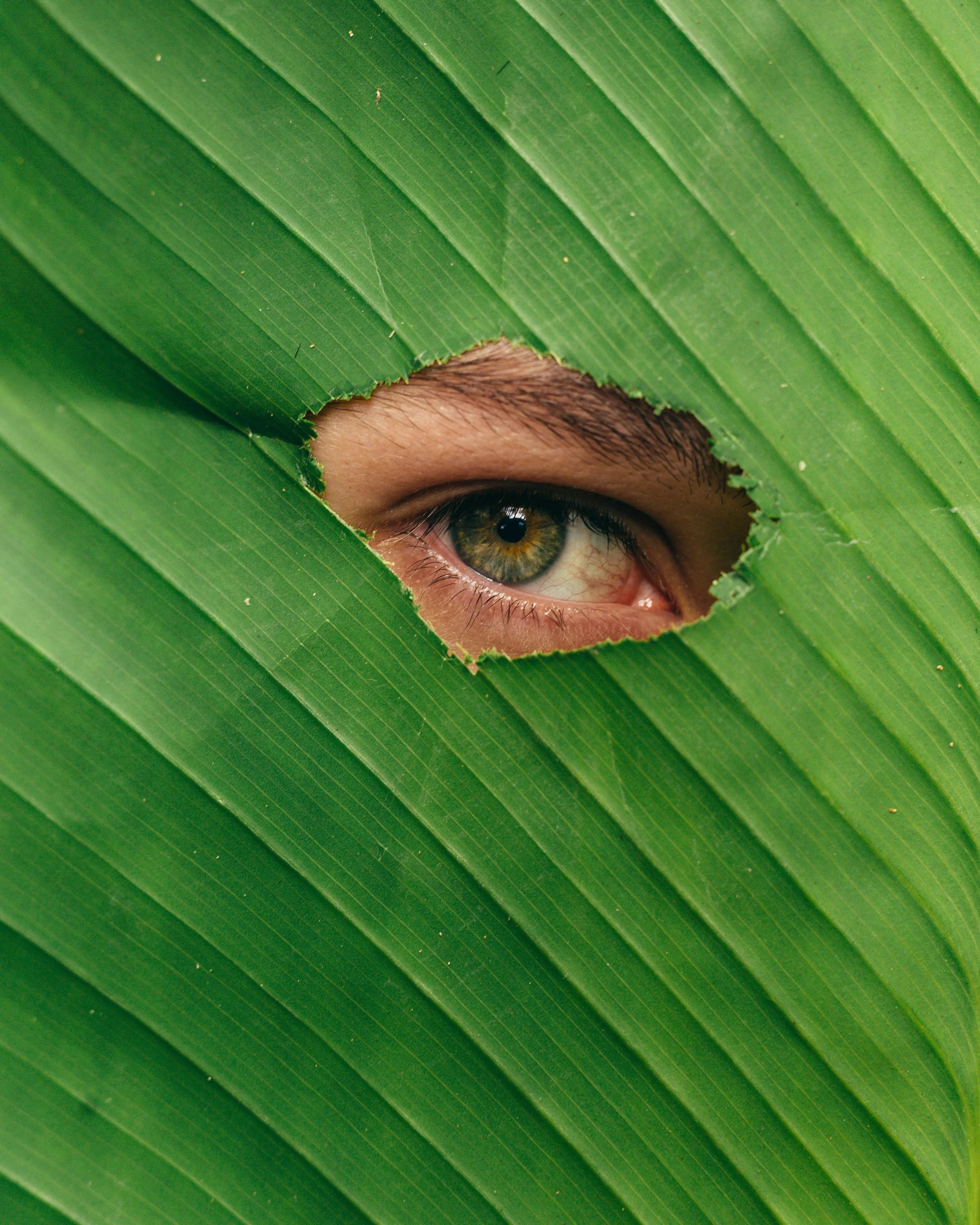 the eye is looking through the hole in the leaf